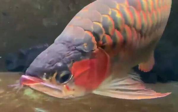 金龙鱼是什么鱼?