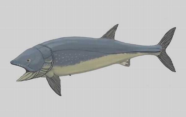 利兹鱼是什么鱼?