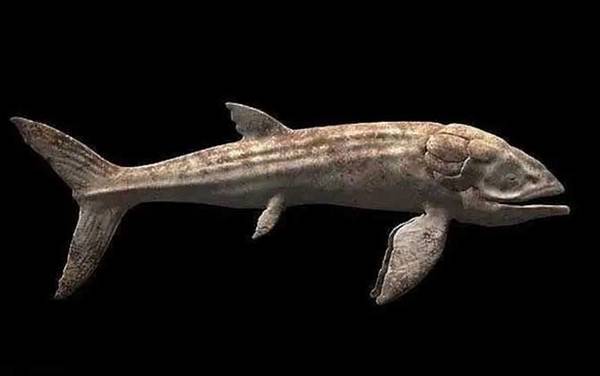 利兹鱼是什么鱼?