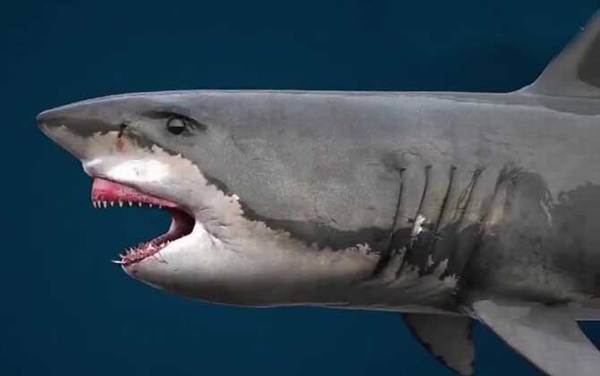 巨齿鲨是什么动物?