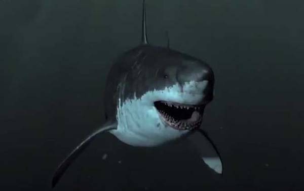 巨齿鲨是什么动物?