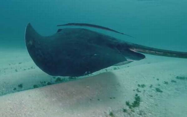 巨型黄貂鱼是什么鱼?