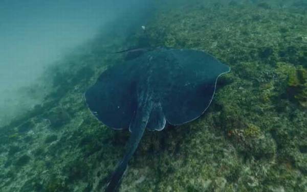 巨型黄貂鱼是什么鱼?