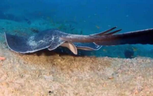 巨型黄貂鱼是什么鱼?