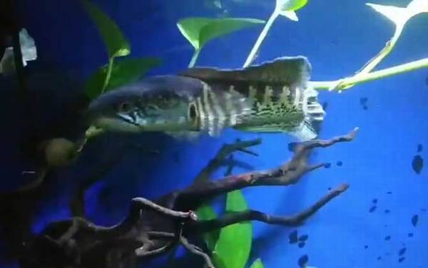 雷龙鱼是什么鱼?