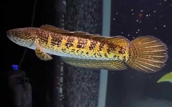 雷龙鱼是什么鱼?