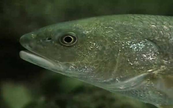 美国红鱼是什么鱼?