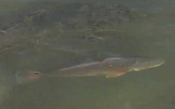 美国红鱼是什么鱼?