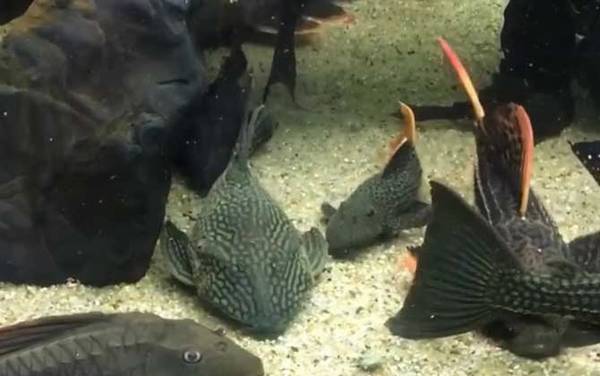 清洁工鱼是什么鱼?