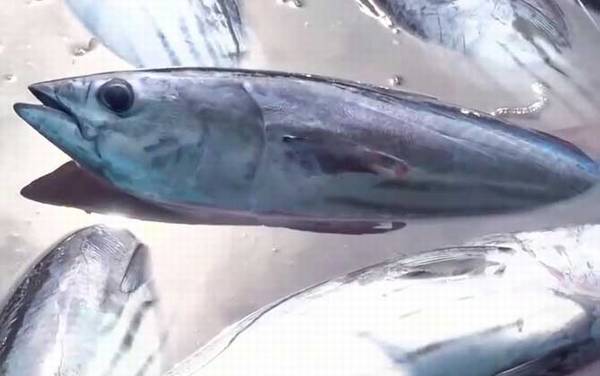 炮弹鱼是什么鱼?