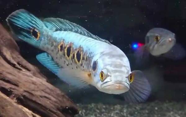 七彩海象是什么鱼?