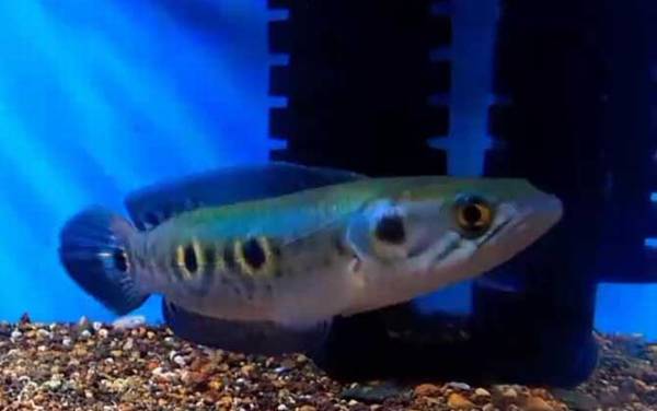 七彩海象是什么鱼?