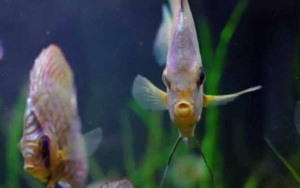 七彩鱼是什么鱼?