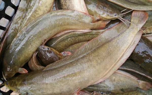 塘角鱼是什么鱼?