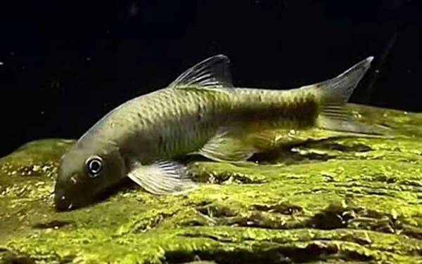 云南盘鮈鱼是什么鱼?