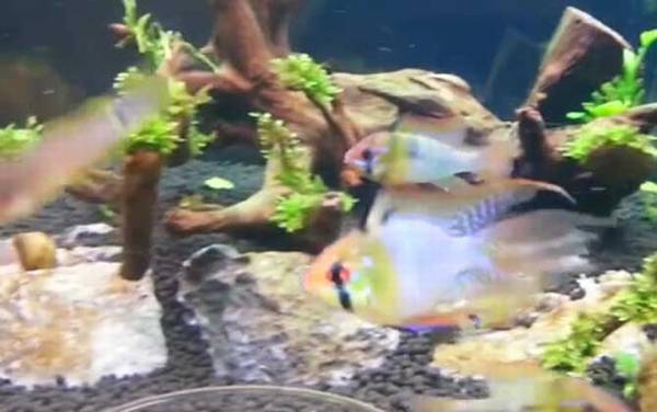 七彩凤凰是什么鱼?