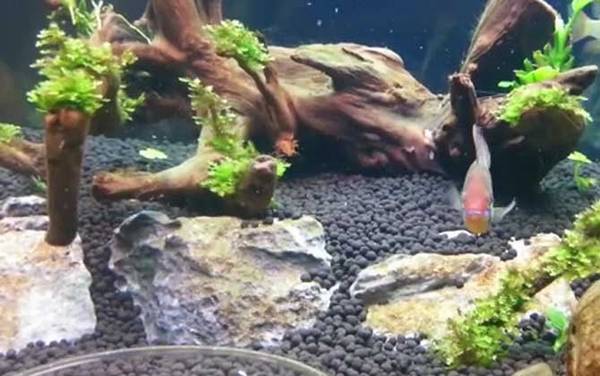 七彩凤凰是什么鱼?