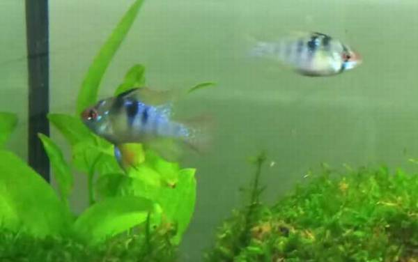 七彩凤凰是什么鱼?