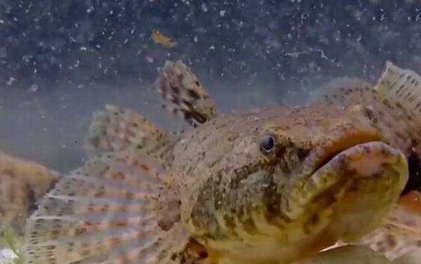 沙塘鳢是什么鱼?