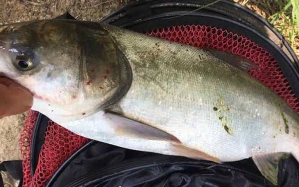 鲢鳙鱼是淡水鱼还是海水鱼?