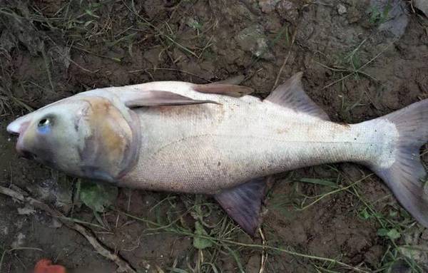 鲢鳙鱼是淡水鱼还是海水鱼?