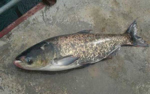 鲢鱼和鲢鳙是一种鱼吗?