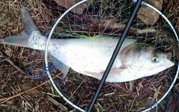 鲢鱼和鲢鳙是一种鱼吗?