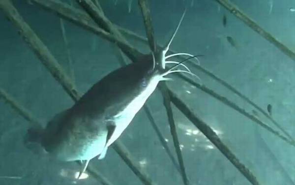 埃及鲶鱼是什么鱼?