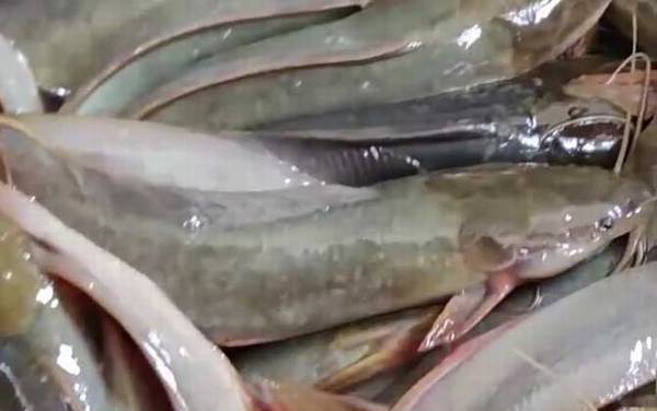 埃及胡子鲶是什么鱼?