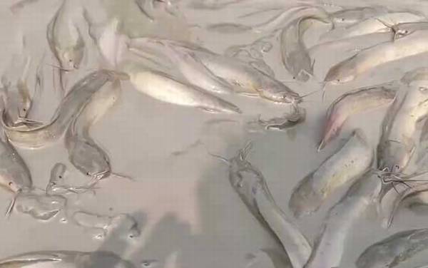 埃及胡子鲶是什么鱼?