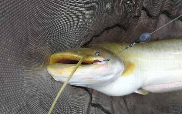 鲶鱼是白天活动还是晚上活动?