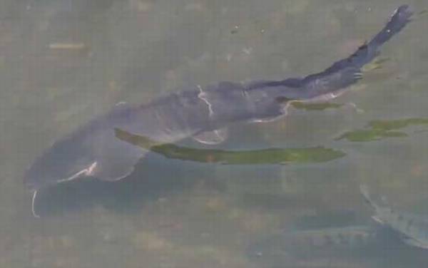 埃及胡子鲶一年能长多大?