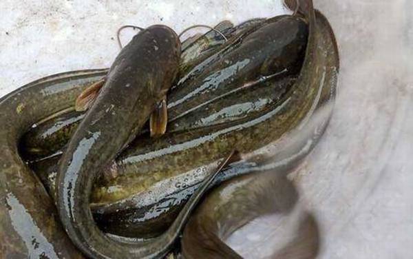 清江鱼是鲶鱼吗?