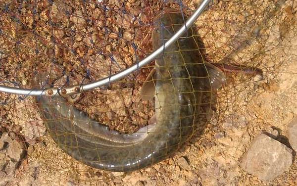 清江鱼是鲶鱼吗?