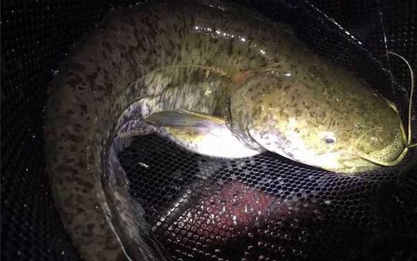 鲶鱼是海鱼还是河鱼?