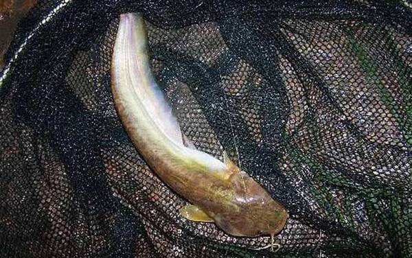 鲶鱼是海鱼还是河鱼?