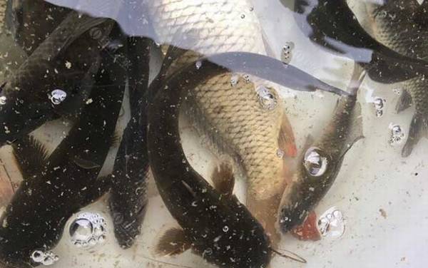 清江鱼是鲶鱼吗?