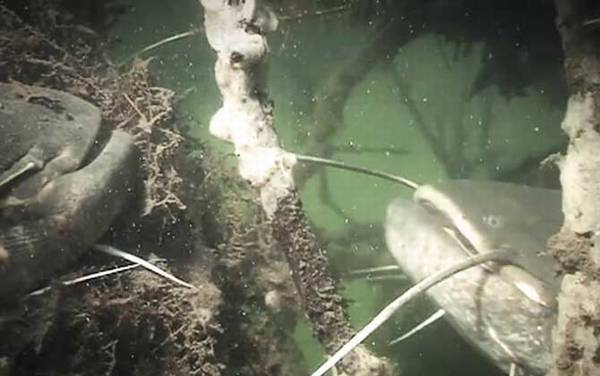 六须鲶鱼为什么不能吃?