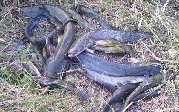 儿童为什么不能吃鲶鱼?