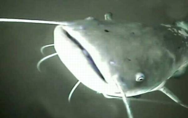 欧洲鲶鱼是什么鱼?