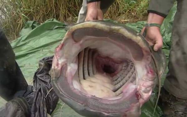 欧洲鲶鱼是什么鱼?