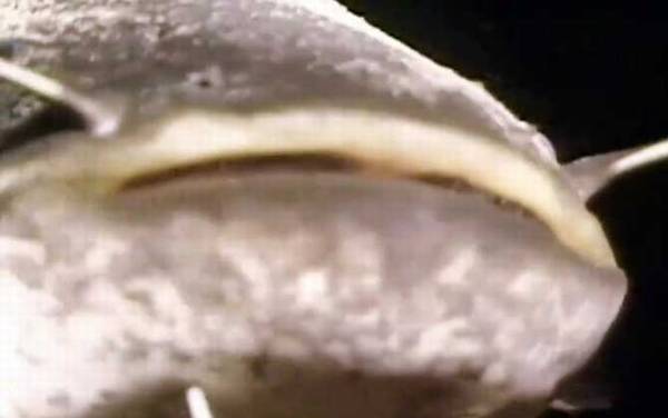 欧洲鲶鱼是什么鱼?