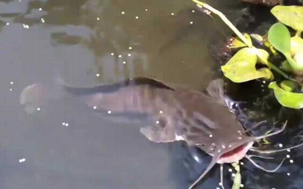 埃及鲶鱼能长多大?