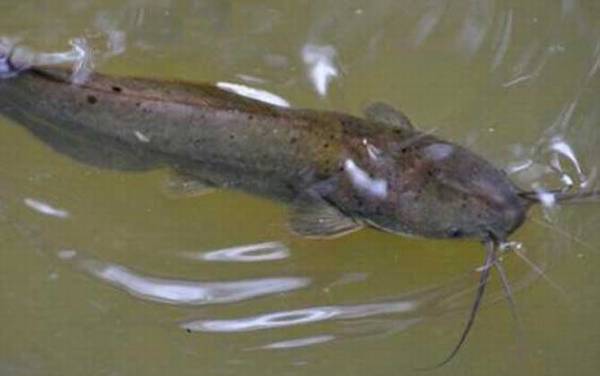 埃及鲶鱼能吃吗?