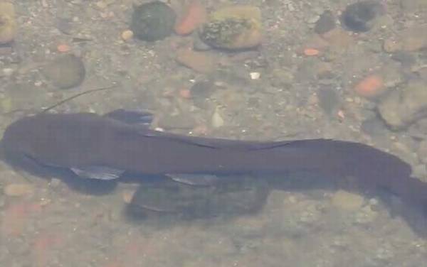 埃及鲶鱼能吃吗?