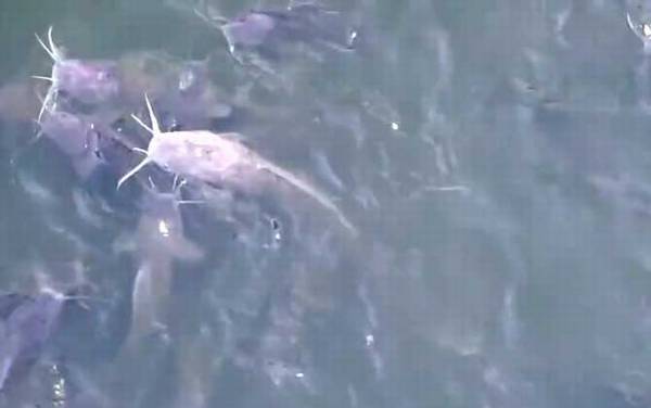 埃及鲶鱼能吃吗?