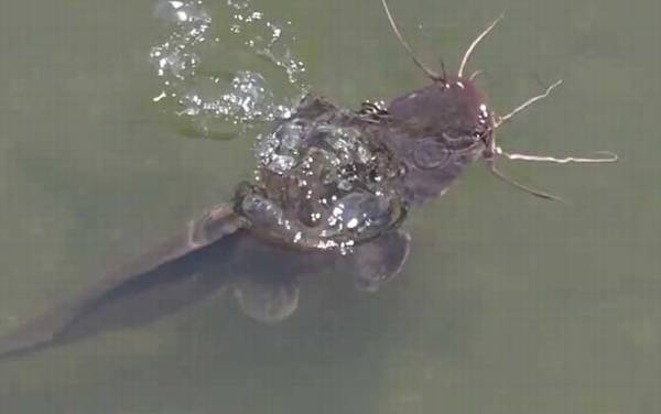 埃及鲶鱼能吃吗?