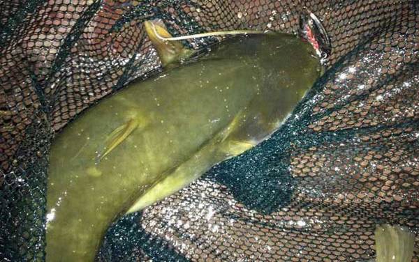 钓的鲶鱼养几天能吃吗?