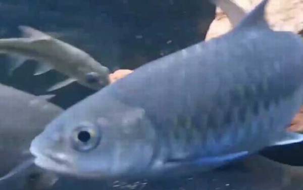 鲃鱼是什么鱼?