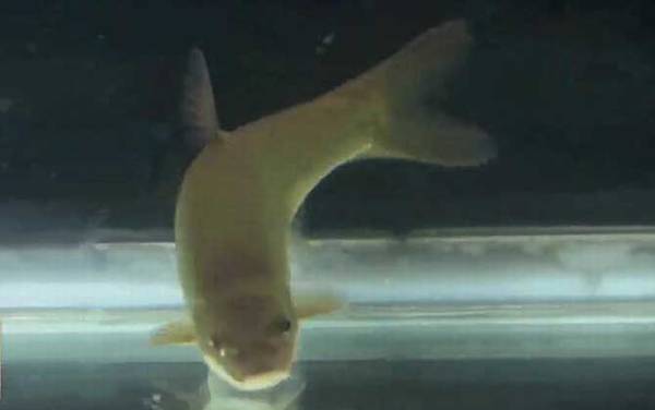 金线鲃是什么鱼?